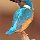 Kingfisher-Portrait