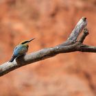 Kingfisher / Rainbow Bee-Eater