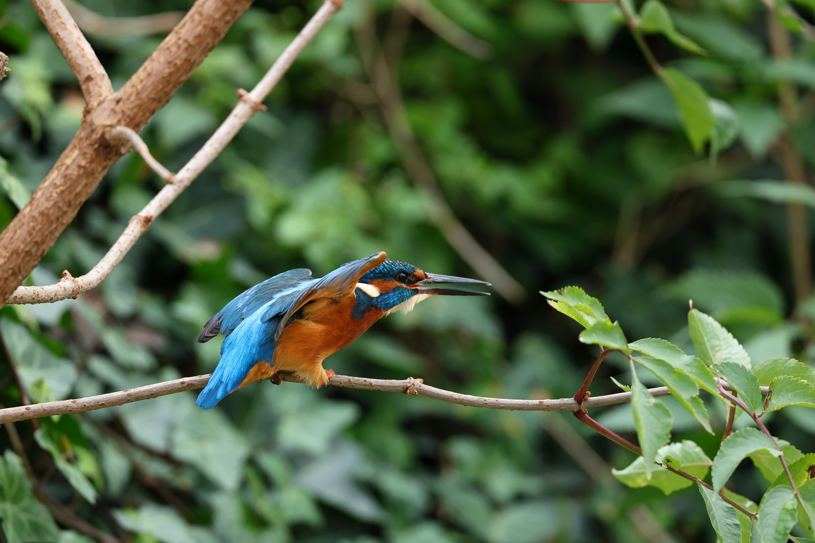 Kingfisher - ready for take off