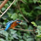 Kingfisher - ready for take off