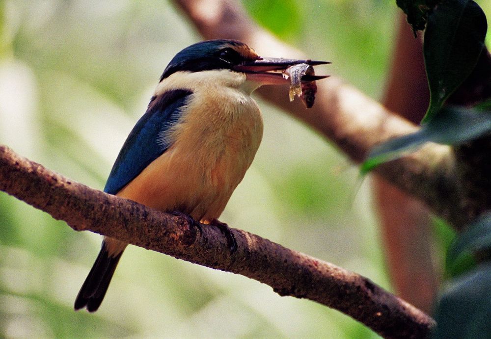 Kingfisher showing off