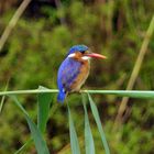 Kingfisher South Africa