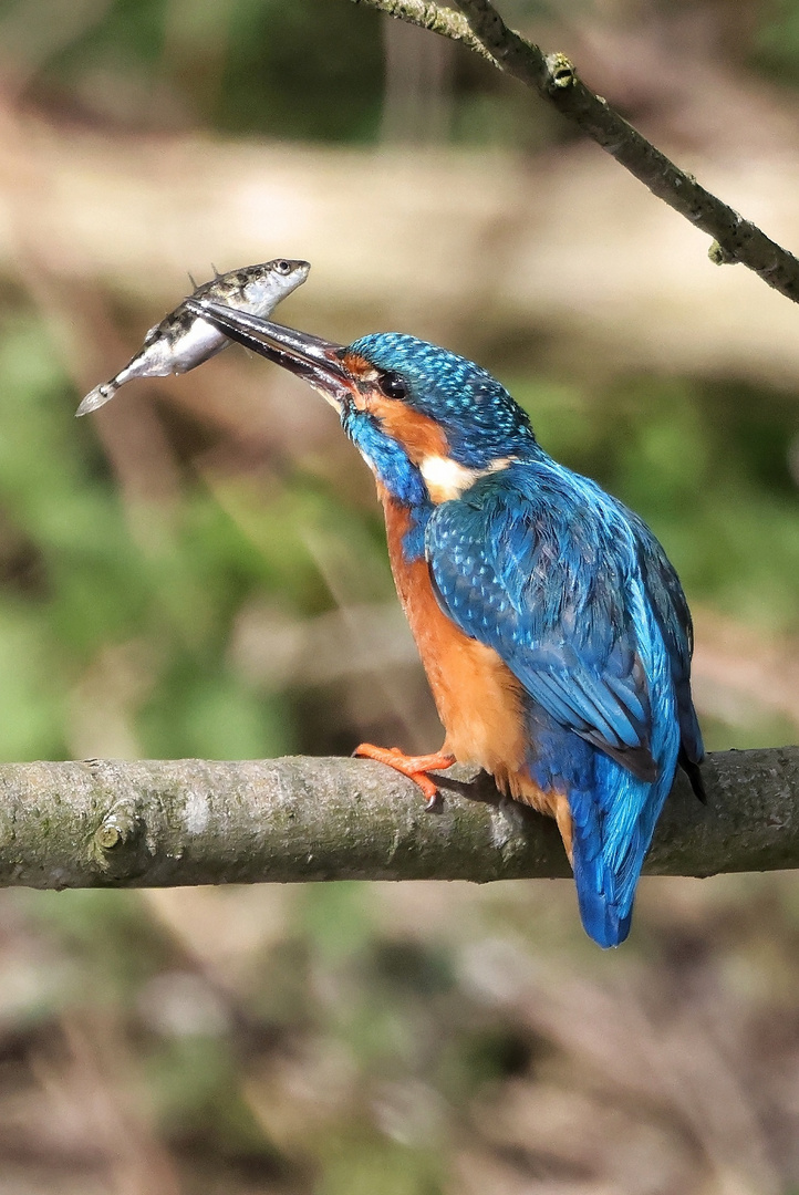 Kingfisher Successful Fishing
