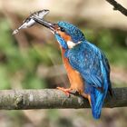 Kingfisher Successful Fishing