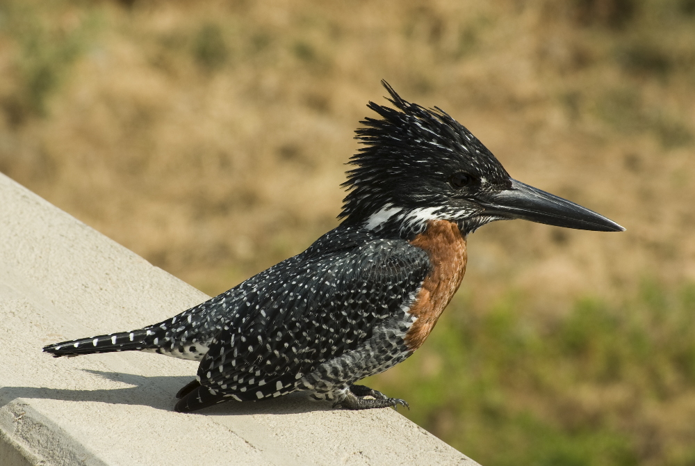 Kingfisher Südafrika 2008