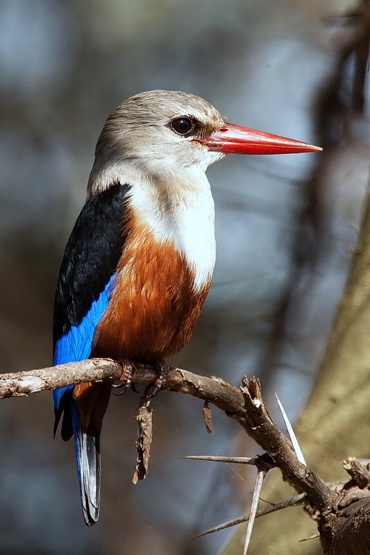 Kingfisher, Tansania