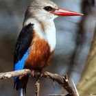 Kingfisher, Tansania