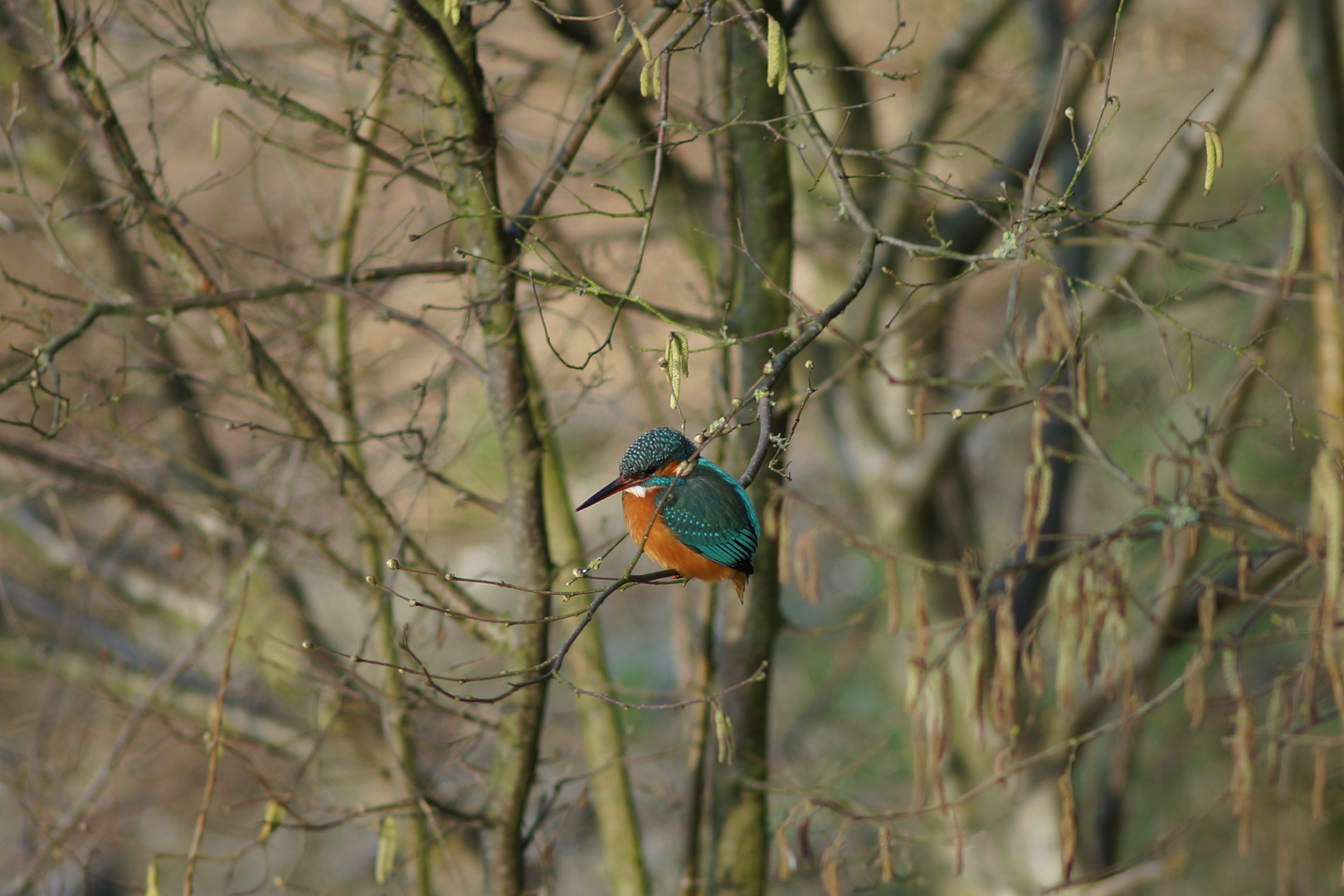 KINGFISHER ( THE FLYING EMERALD...) 