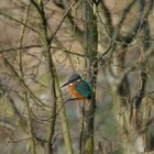 KINGFISHER ( THE FLYING EMERALD...) 