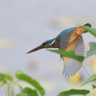 Kingfisher, the other...