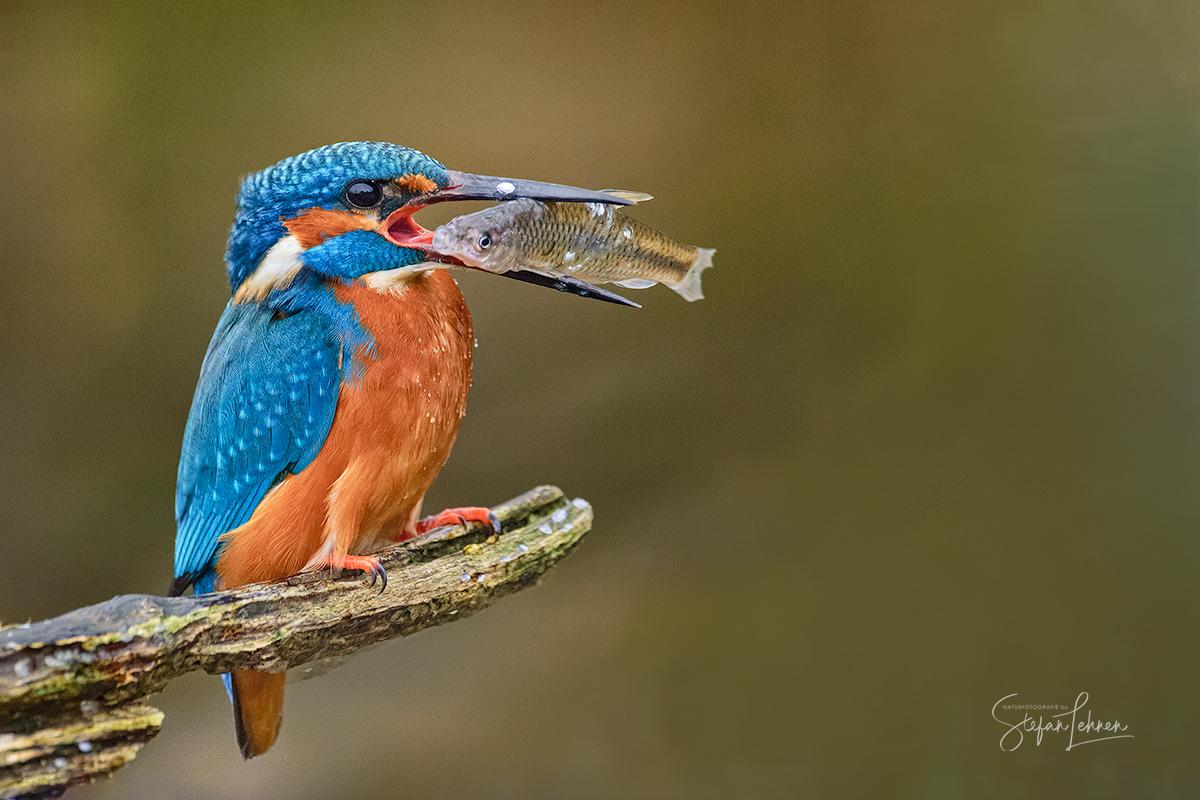 Kingfisher with fish 