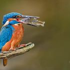 Kingfisher with fish 