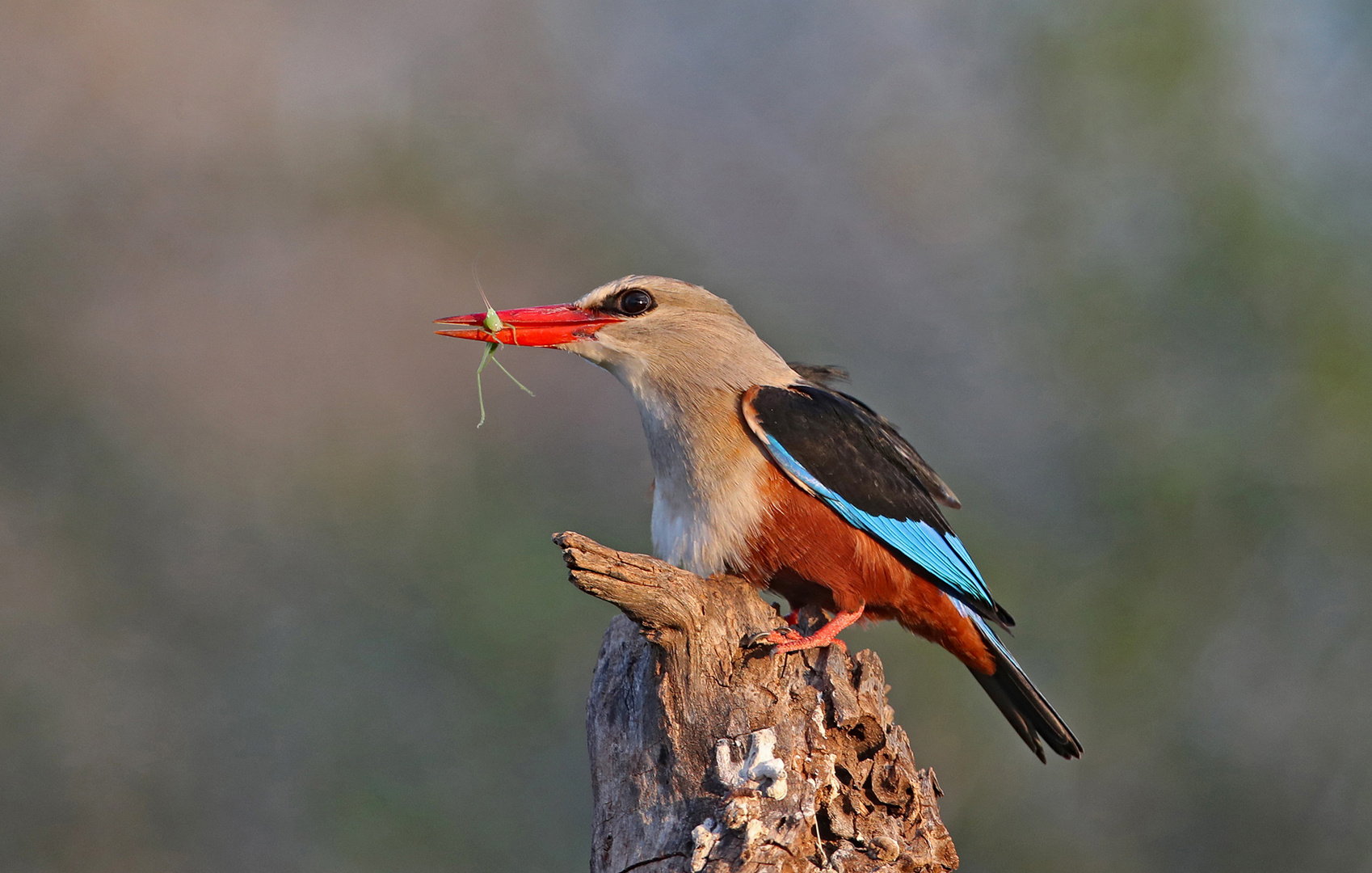 Kingfisher with Grasshoper