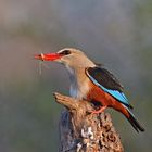 Kingfisher with Grasshoper