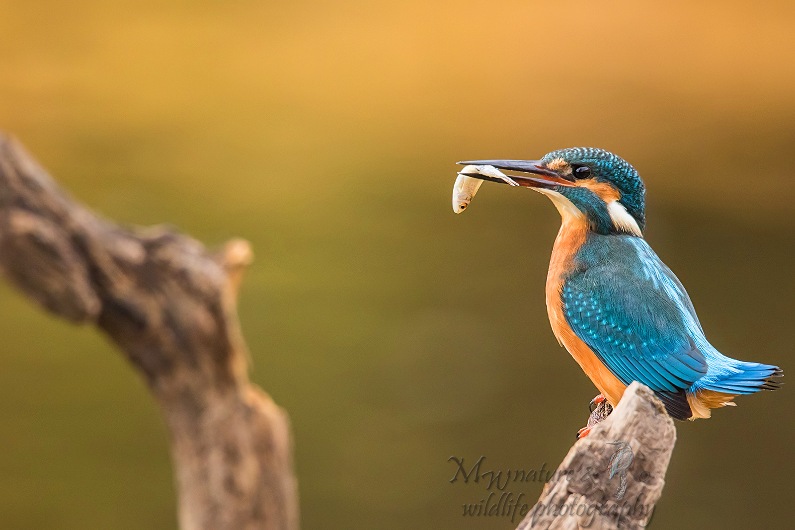 Kingfisher with lunch