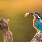 Kingfisher with lunch