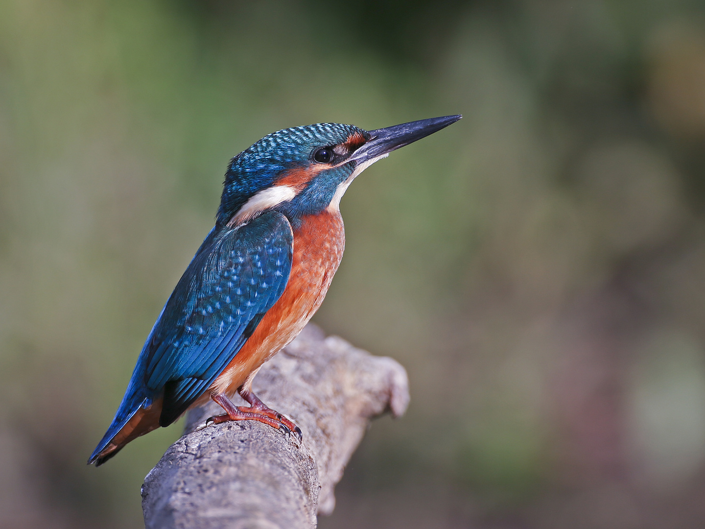 Kingfisher1