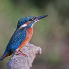 Kingfisher1