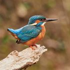 Kingfisher(m)