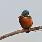 Kingfishers wife