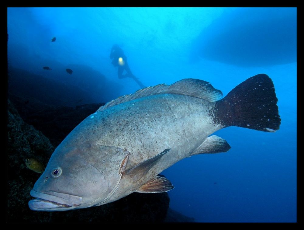 "Kings Black Coral Reef" (KBCR)...