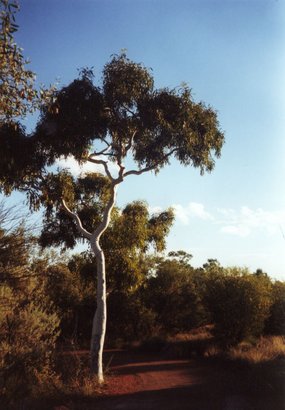 Kings Canyon