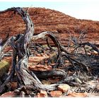 Kings Canyon 1