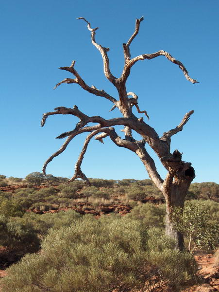 Kings Canyon - Dead Tree