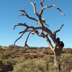 Kings Canyon - Dead Tree