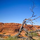 Kings Canyon (I) Australien 2010