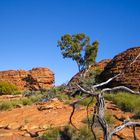 Kings Canyon (II) Australien 2010