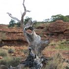 Kings Canyon tree