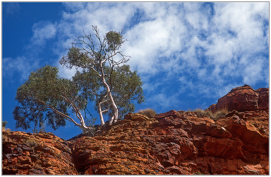 Kings-Canyon-Tree