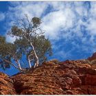 Kings-Canyon-Tree