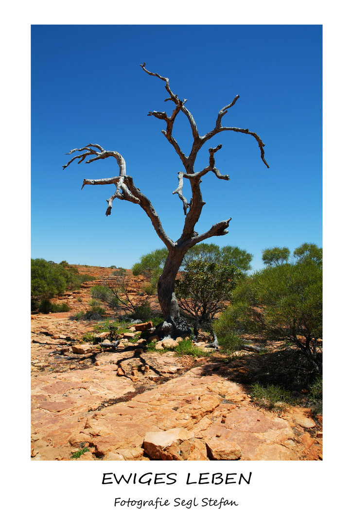 Kings Canyon walk