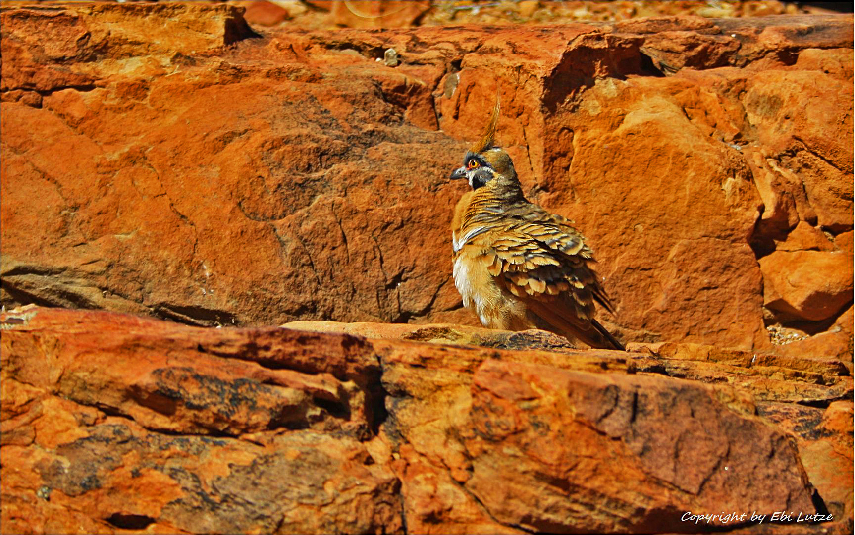 * Kings Canyon / White bellied Spinifex Pigeon *