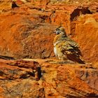 * Kings Canyon / White bellied Spinifex Pigeon *