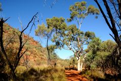 Kings Creek Walk (4)