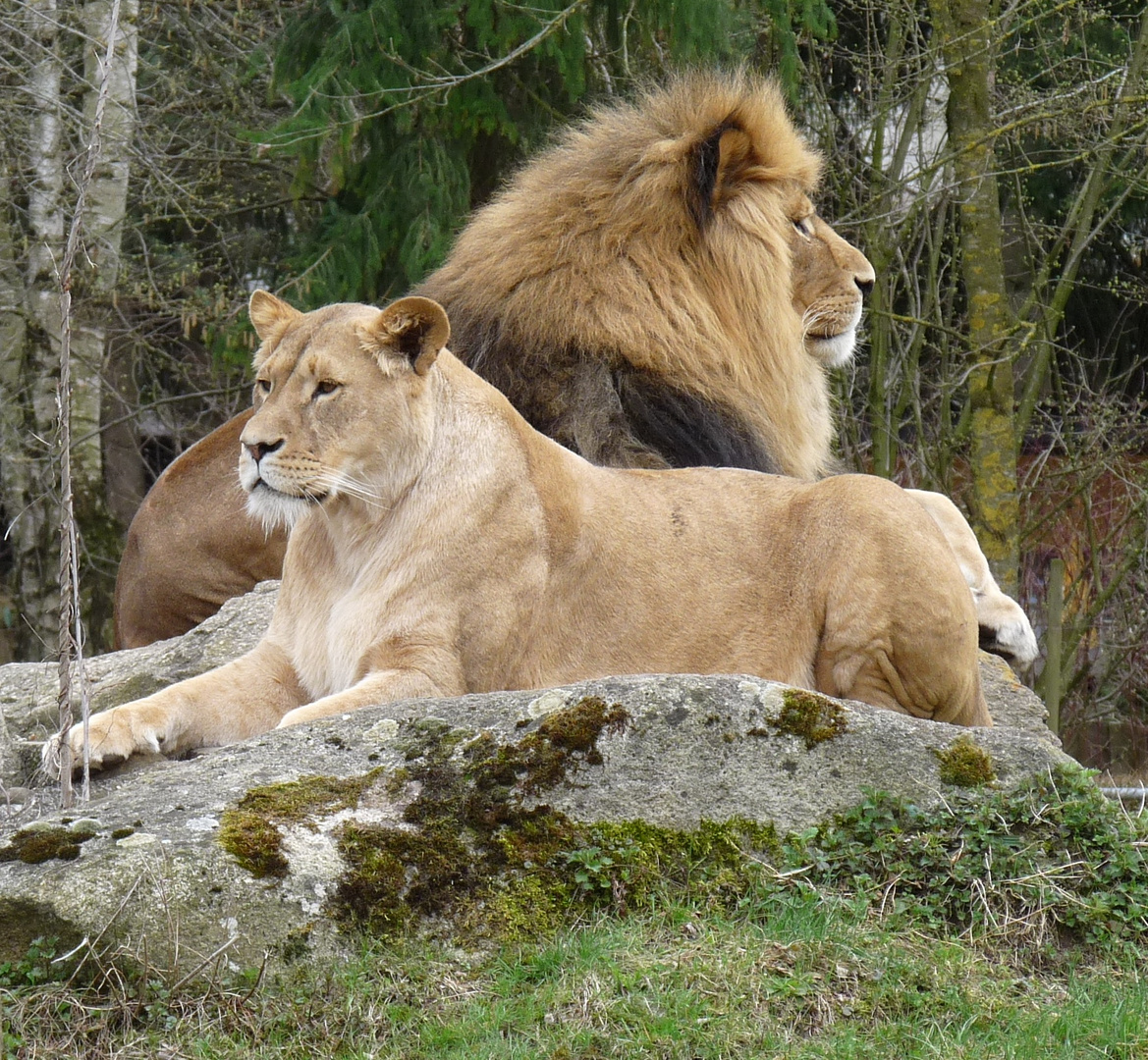 Kings of lion