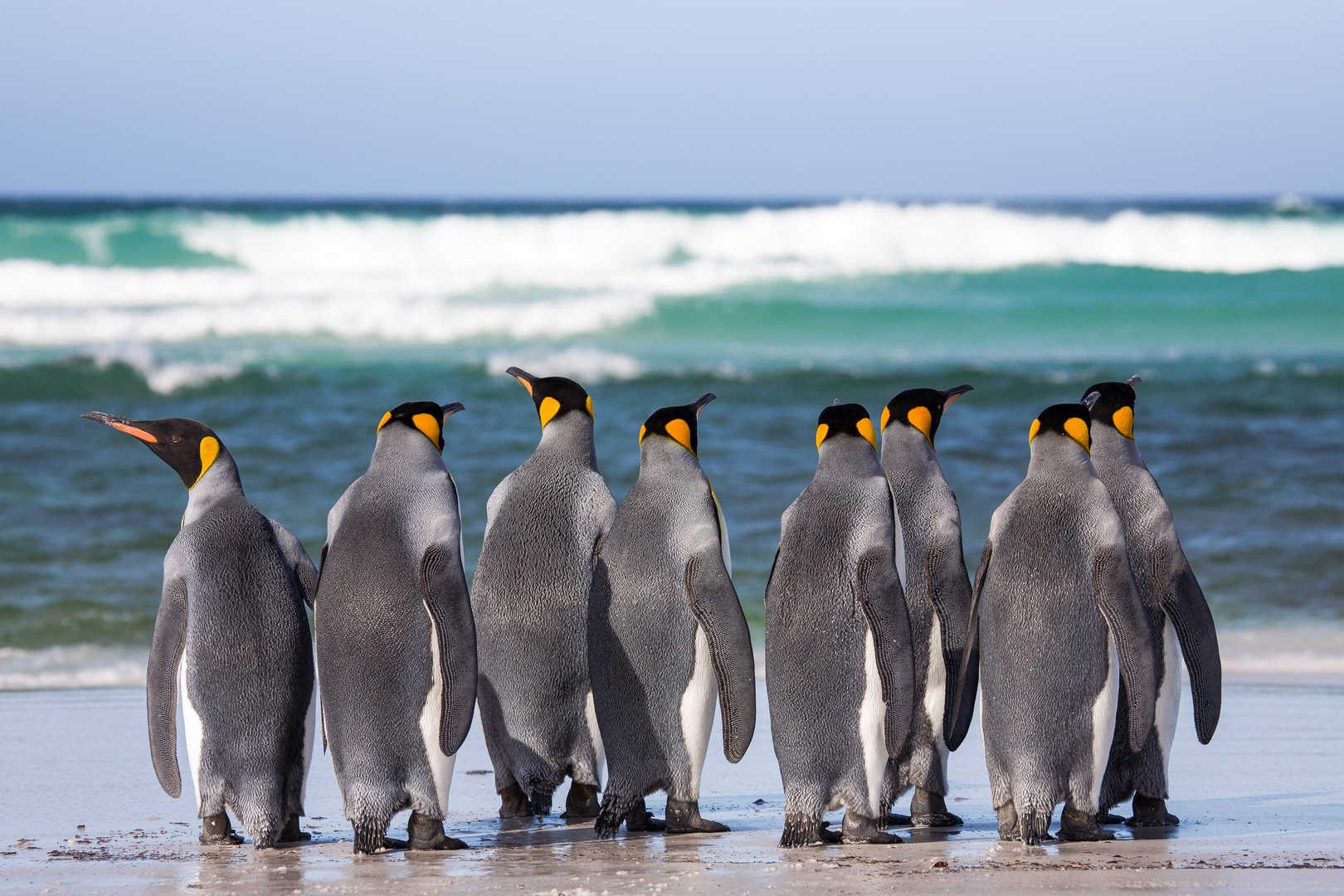 Kings on the beach