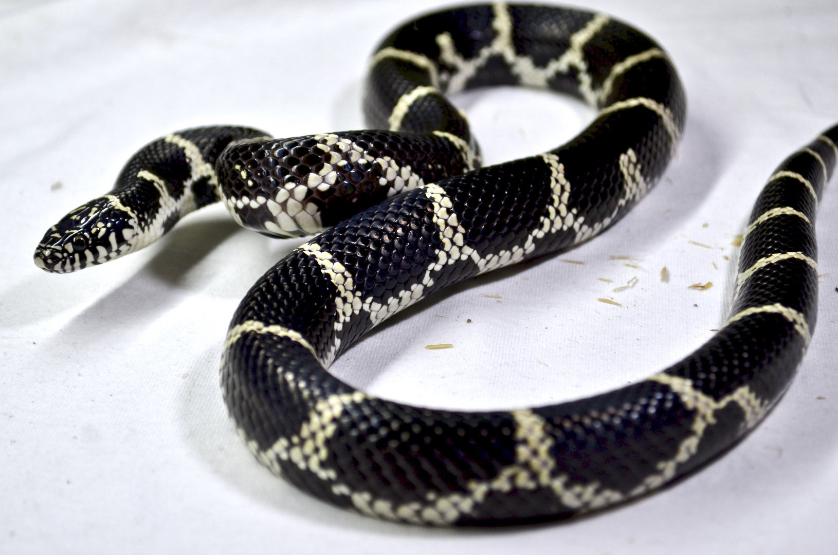 kingsnake 