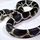 kingsnake 