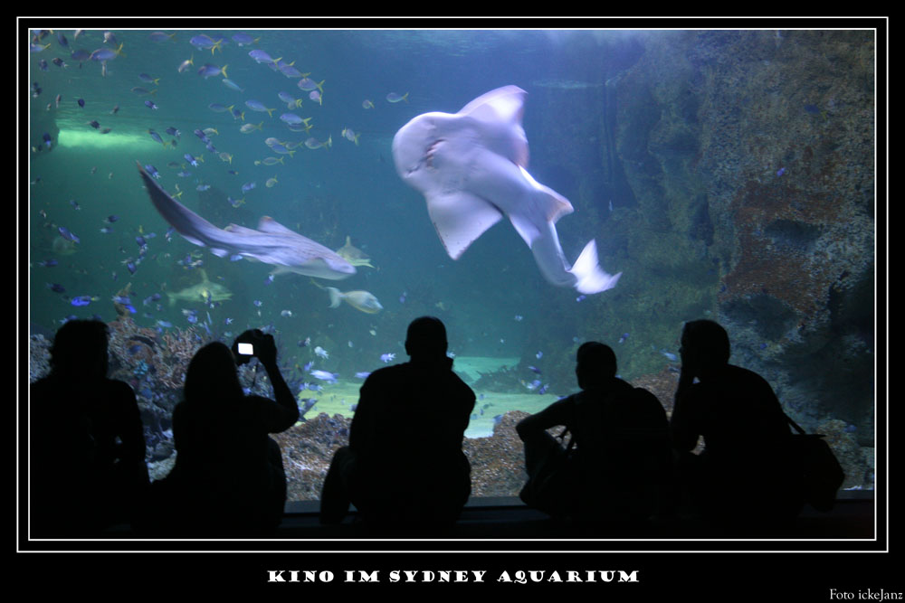 Kino im Sydney Aquarium