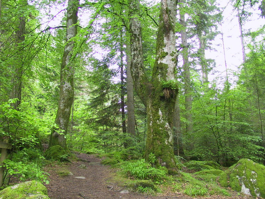 Kinross Schottland Foto & Bild europe, united kingdom & ireland