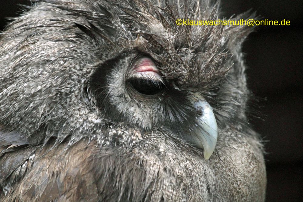 Kintzheim, Volerie des aigles, Bartkauz (Strix nebulosa)