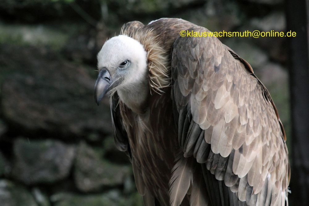 Kintzheim, Volerie des aigles, Gänsegeier (Gyps fulvus)