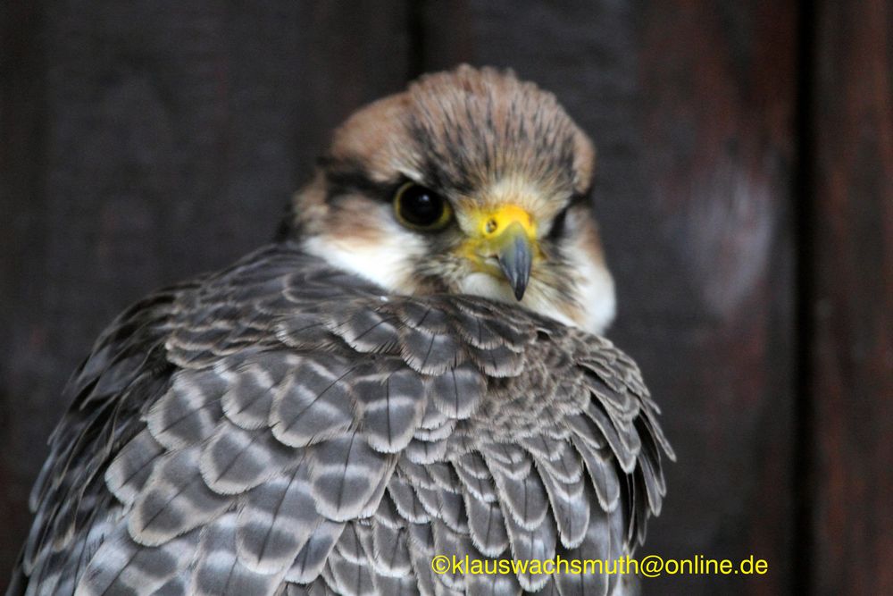 Kintzheim, Volerie des aigles,  Lannerfalke (Falco biarmicus)