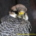 Kintzheim, Volerie des aigles,  Lannerfalke (Falco biarmicus)