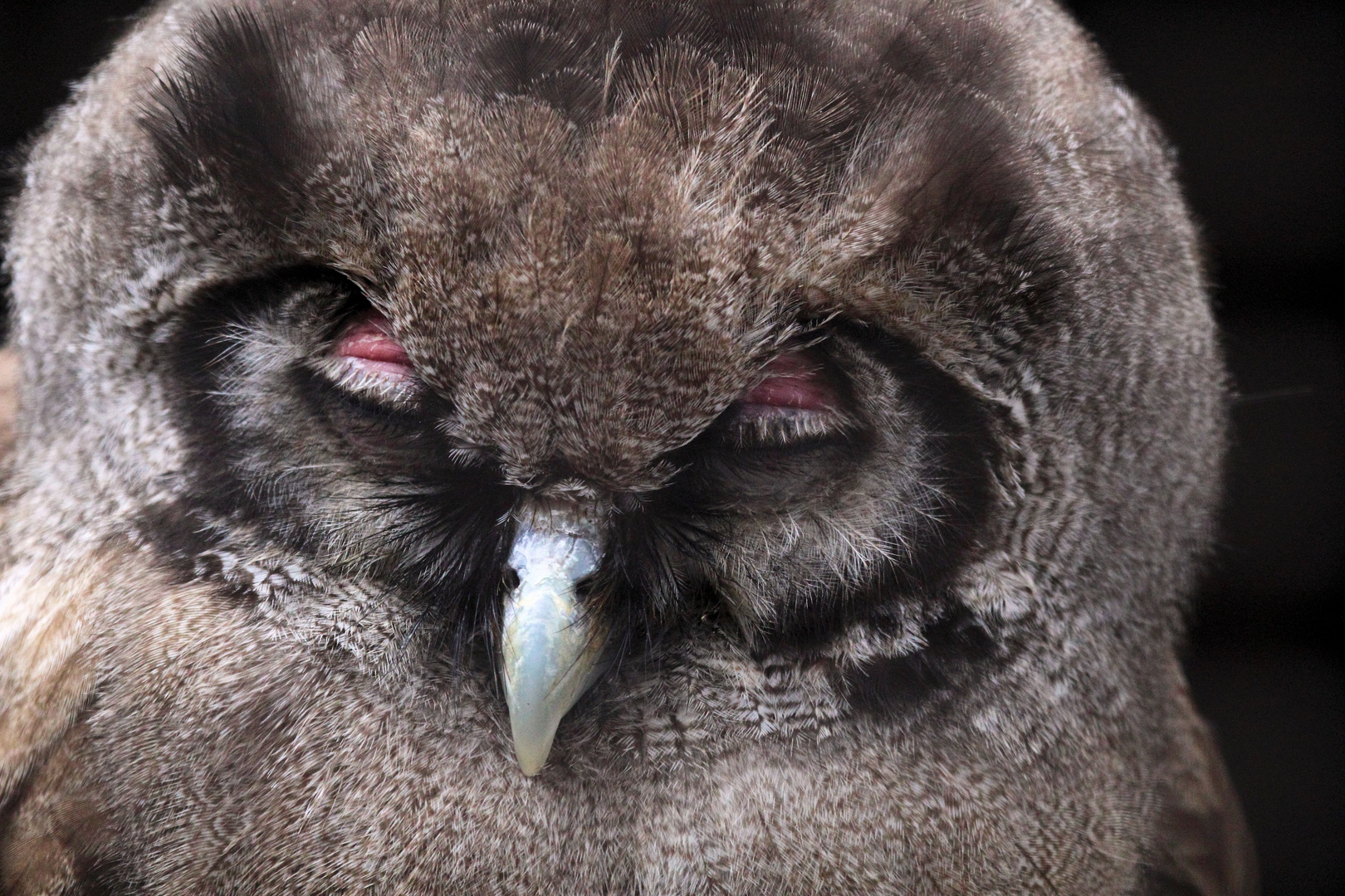 Kintzheim, Volerie des Aigles, Milch- oder Blassuhu (Bubo lacteus), (3)