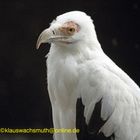 Kintzheim, Volerie des aigles,  Palmgeier (Gypohierax angolensis)